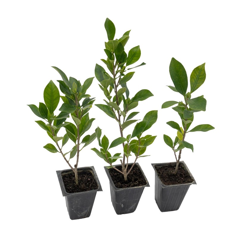3 Indian Laurel Figs – Live Ficus Nitida Plant –