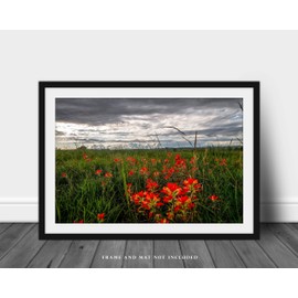 Wildflower Photography Print (Not Framed) Picture of Indian Paintbrush Bringing Color to Stormy Day in Oklahoma Country Wall Art Farmhouse Decor 4x6 to 30x45