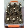 15QT Organic Vermiculite Granules for Plants and Gardening