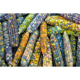Serendipity Seeds 30 Seeds Garden Pack - Glass Beads Corn -Colorful Ornamental / Flour or Fresh - 30 Seeds