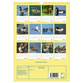 Liebenswerte Enten (Wandkalender 2025 DIN A4 hoch), CALVENDO Monatskalender [Calendar] Kattobello, Kattobello