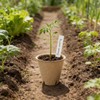 Macetas de vivero celulares para plántulas, Bandeja de Inicio, Taza