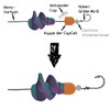 iCapio Mini Turbini Bundle for Bass and Trout Fishing -