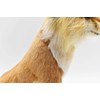 Hansa Acorn Fox 30 No. 6098