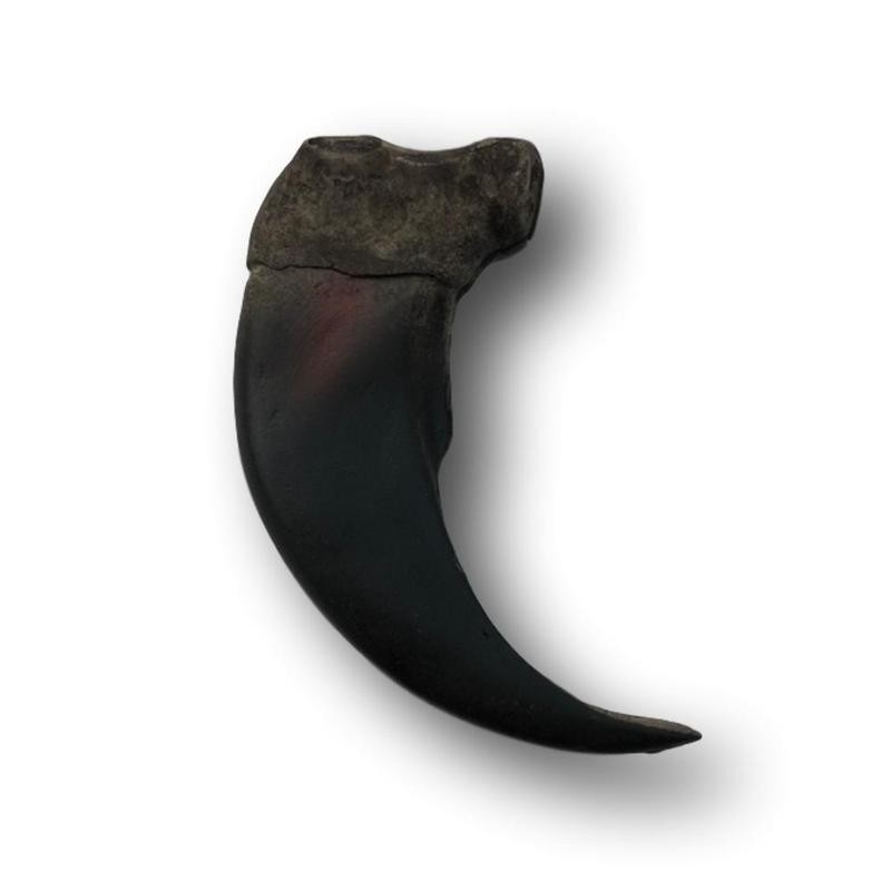 Bear Claw - 2" - 3.5" - Select Size:: 3"