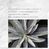 THE EARTH GRACE White Sage Incense Sticks, Approximately 30 Sticks