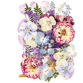 35+pcs Purple Flowers for Resin Model, Real Pressed Flowers Dry Leaves Bulk Natural Herbs Kit for Scrapbooking DIY Art Crafts, Epoxy Jewelry, Candle, Soap Making, Nails Decor