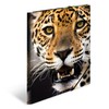 HERMA Elastic Folder Animals with Leopard Motif, A4, Sturdy Plastic,