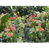 Home-Growth FloralBerry™ Pinot St. John's Wort, Hypericum Inodorum - 100