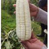 Peruvian Mammoth Mote Corn Seeds (30) / GIANT KERNALS /