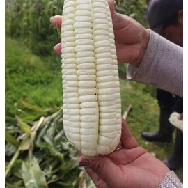 Peruvian Mammoth Mote Corn Seeds (30) / GIANT KERNALS / ORGANIC / SUPER RARE