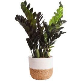 Costa Farms Raven ZZ Plant, Easy Care Indoor Houseplant, Potted in Decorative Plant Pot with Soil, Room Decor for Tabletop, Shelf, or Office Desk, Trending Tropicals Collection, 22-Inches Tall