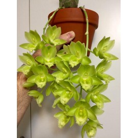 Tezula Plants Florikan 16-5-11 NPK MAX 180 Day Timed Release Fertilizer. Excellent for Orchids, Anthuriums, Philodendrons. (3 Pounds)