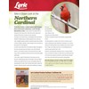 Lyric Lyric Cardinal Wild Bird Seed - Sunflower & Safflower
