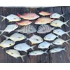 5 - Hi*Low - Pompano Rig, Surf Fishing Rig, Fishing