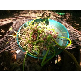 Egyptian Walking Onions Topset Bulbs, Heirloom Perennial Multiplier Onion, Organic Tree Onion Bulbils, 20 Count, Fall Planting