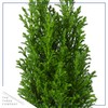 Live Dark Green Cypress Tree - Tabletop Decoration - 12"