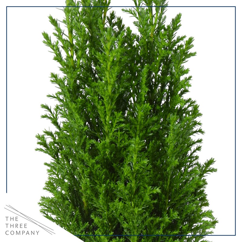 Live Dark Green Cypress Tree - Tabletop Decoration - 12"