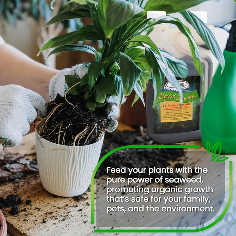 Medina Liquid Seaweed Fertilizer 128 oz Bottle Enhances Plant Growth