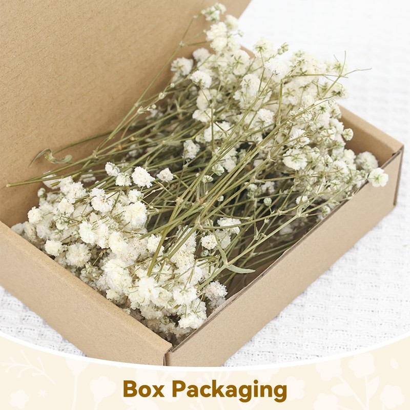 ForestM 100PCS Dried Pressed Flowers,Natural Baby Breath Dried,Dry Flowers