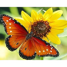 Diamond Painting Set, Picture with Butterfly Motif and Accessories, Size Approx. 35 x 25 cm, Craft Set for Painting with Rhinestones for Children from 5 Years