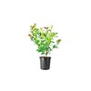 Photinia Red Tip | 2 Extra Large 3 Gallon Plants
