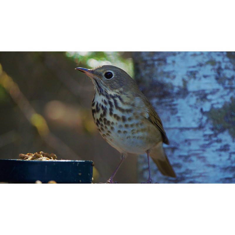 Backyard Seeds Dried Mealworms 12 Ounces