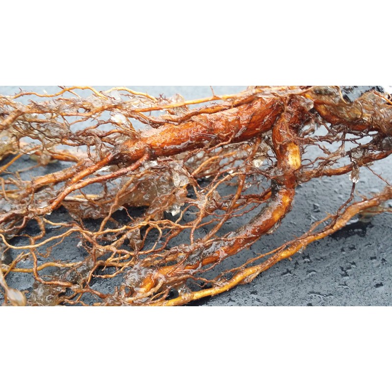 Soil Moist SAP Water Storing Crystals Polymer Small Granular_20-100 mesh