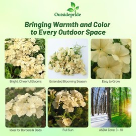 Outsidepride 10000 Seeds Annual Yellow Phlox Flower Seeds for Planting