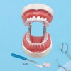 Typodont Teeth Model with Removable Teeth,Dental Tooth Model Suitable for