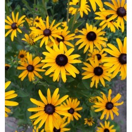 Axel's Garden Seeds Black Eyed Susan Seeds - Heirloom Perennial Non-GMO Flower Rudbeckia Seeds - 1000 Seeds