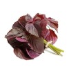 Seed-Top 200 Purple Shiso Seeds Perilla frutescens, Asian Culinary Chinese