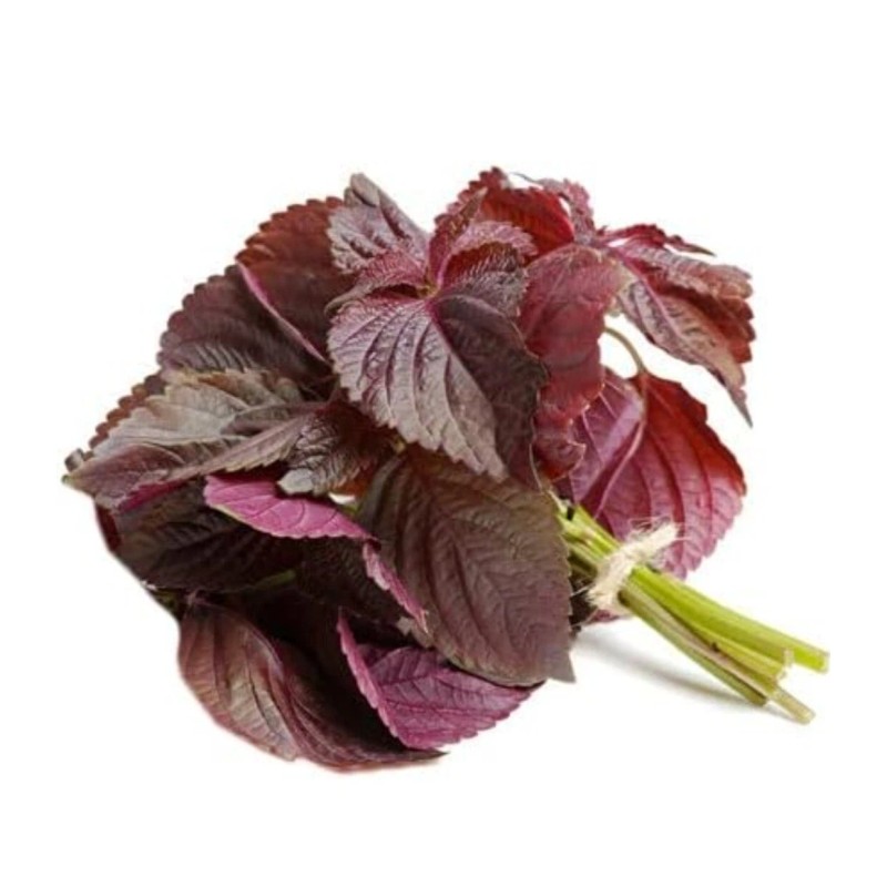 Seed-Top 200 Purple Shiso Seeds Perilla frutescens, Asian Culinary Chinese