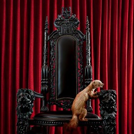 Marten (Hardcover Book)