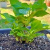 Shrubs Merritts Supreme Hydrangea Shrub/Bush, 6-12" Tall Seedling, Live Plant,