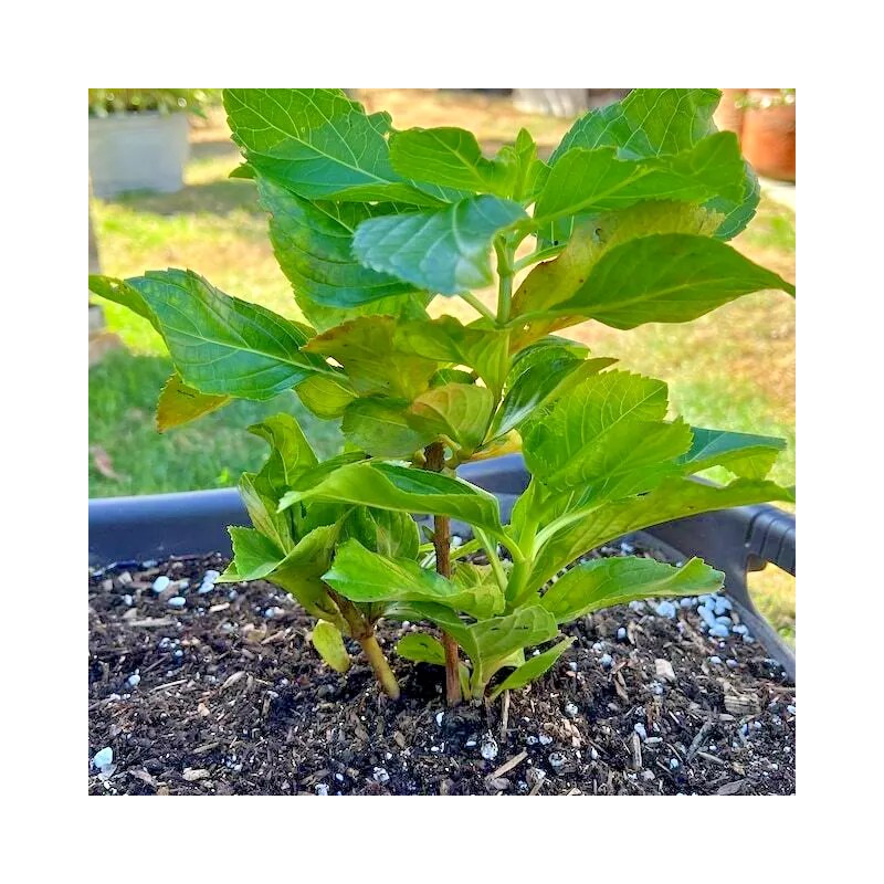 Shrubs Merritts Supreme Hydrangea Shrub/Bush, 6-12" Tall Seedling, Live Plant,