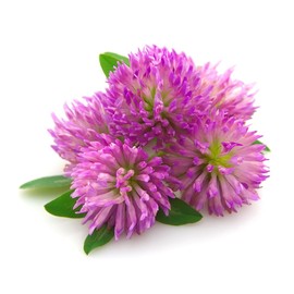 Red Clover Tops - Trifolium pratense Dried Whole Leaf/Flower by Nature Tea (2 oz)