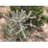 Cane Cholla Cactus (Cylindropuntia spinosior) - Live Plant Cutting -