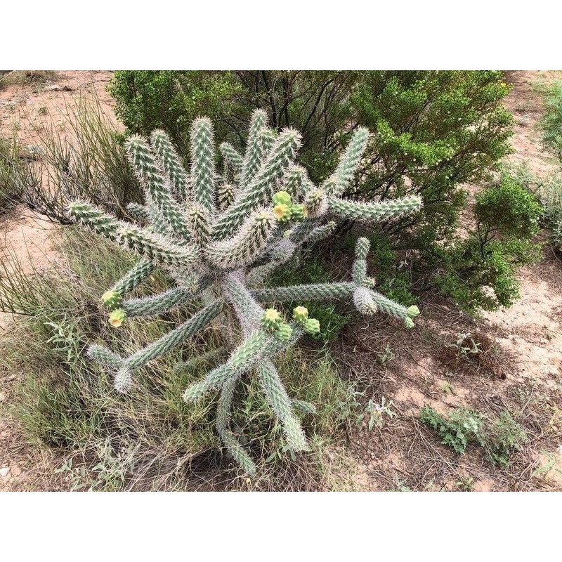 Cane Cholla Cactus (Cylindropuntia spinosior) - Live Plant Cutting -