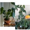 Hanobo 5 Pack Garden Plant Support Rings for Potted Plant,