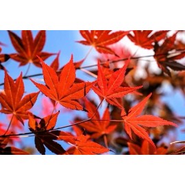 Tree Two Medium Japanese Maple Live Tree Seedling Garden 2 Plants