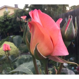 Home-Growth Apricot Rose 3 Stem Cuttings for Rooting/Grafting