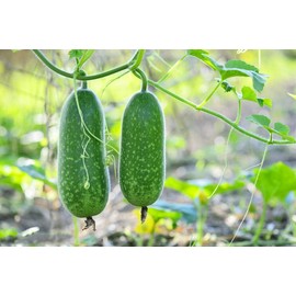 TomorrowSeeds - Fuzzy Hair Melon Seeds - 60+ Count - for 2025 Planting Wax Gourd Fuzzy Hair Hairy Squash Chi Qua Mo Gwa Mokwa Winter Ash Asian Vegetable Grow Your Own Home Farm Patio Healthy