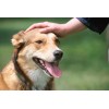 Gentian Violet Spray Solution 1% 100 ML. Pet Wound Care