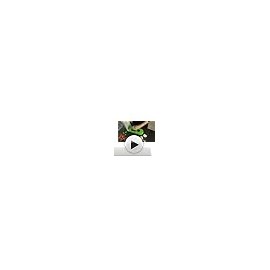 Prepworks GFNC-3 - Cortador de tuercas, Picador de cebolla y ajo, Transparente/Verde, 1