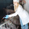Automatic Livestock Feeder Syringe - 20ml Dose injector Syringe,Continuous Syringe