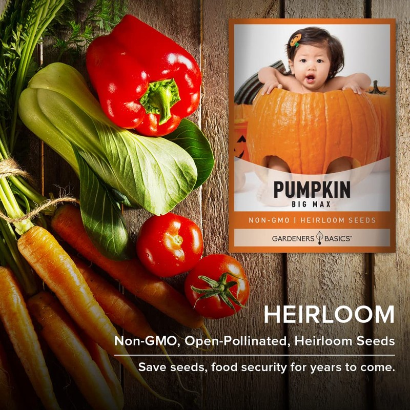 Pumpkin Seeds for Planting (Big Max) Heirloom, Non-GMO Vegetable Variety-