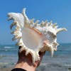 Large White Murex Ramosus Natural Conch Seashell Rare Real Aquarium