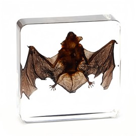 Bat Specimen, Real High Quality Resin Bat Specimen for Science Classroom Science Education, Biology, Collections, Animal Study Enthusiasts, Quirky Animal Skulls (Bat 3 x 3 x 1 inch)