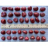 GAF TREASURES Wholesale Red Jasper Tumbled Stones, Polished Red Jasper